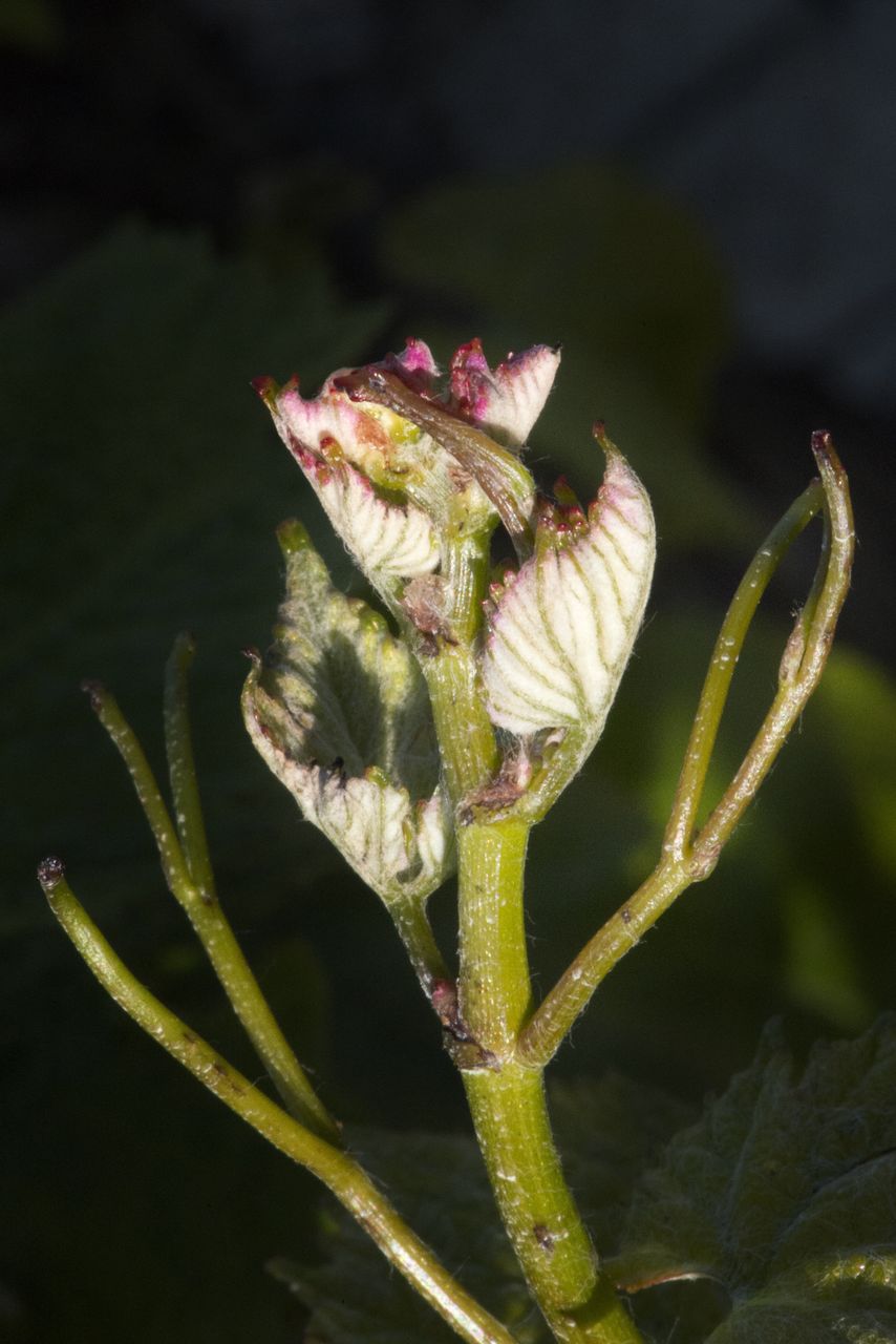 Vignoble Macro 5-Croissance herbacee 1036